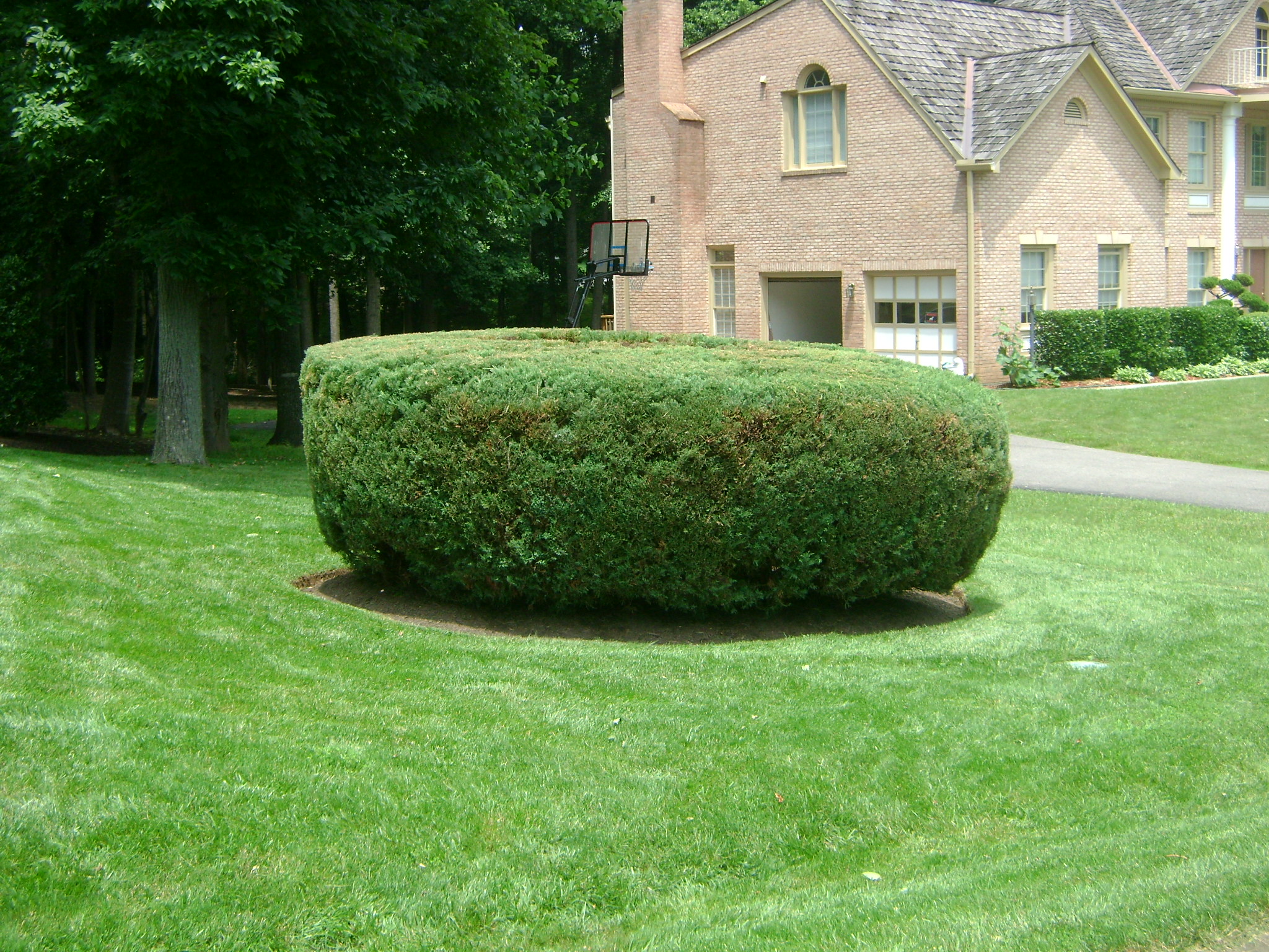 Tree and Shrub Care